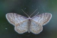 Idaea fuscovenosa