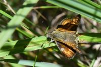 Ochlodes sylvanus