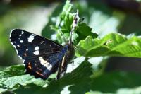 Araschnia levana