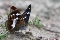 Apatura iris