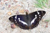 Apatura iris