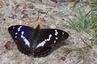 Apatura iris