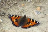 Aglais urticae