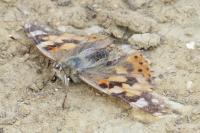 Vanessa cardui