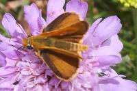 Thymelicus acteon