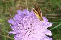 Thymelicus