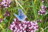 Polyommatus icarus