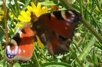 Aglais io