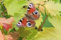 Aglais io