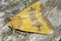 Atethmia centrago