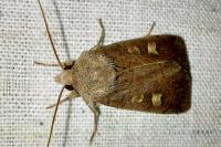 Xestia xanthographa