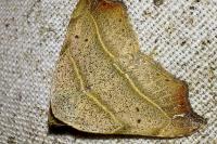 Laspeyria flexula