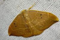 Watsonalla binaria