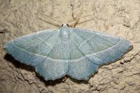 Campaea margaritaria