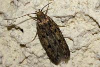 Hofmannophila pseudospretella