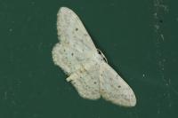 Idaea seriata