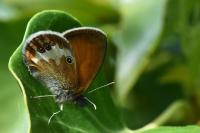 Coenonympha arcania
