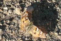 Vanessa cardui