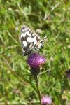 Melanargia galathea