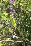 Gonepteryx rhamni