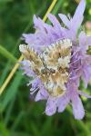 Eremobia ochroleuca