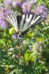 Iphiclides podalirius
