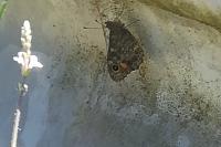 Lasiommata megera