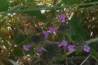 Lasiommata megera
