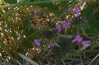Lasiommata megera