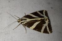 Euplagia quadripunctaria