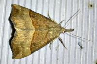 Hypena proboscidalis