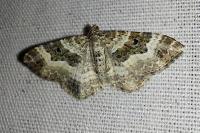 Epirrhoe alternata