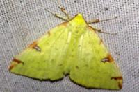 Opisthograptis luteolata