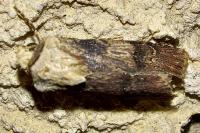 Agrotis puta