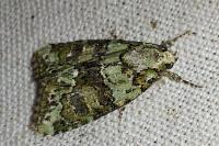 Cryphia algae