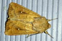 Mythimna albipuncta