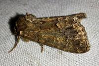 Thalpophila matura
