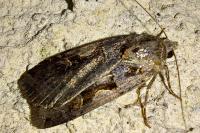 Xestia c-nigrum