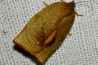 Cacoecimorpha pronubana