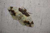 Ligdia adustata