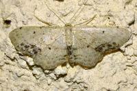 Idaea dimidiata