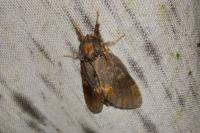 Notodonta dromedarius