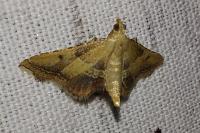 Endotricha flammealis