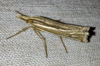 Ancylolomia tentaculella