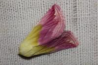 Eublemma purpurina