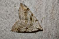 Aplocera efformata