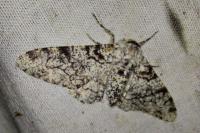 Biston betularia