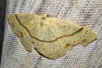 Cyclophora punctaria