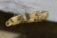 Euzophera pinguis