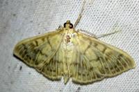 Patania ruralis